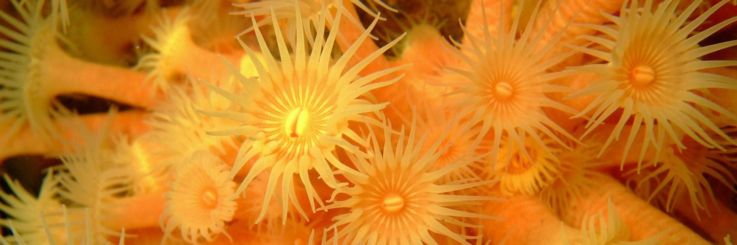 Marine life
